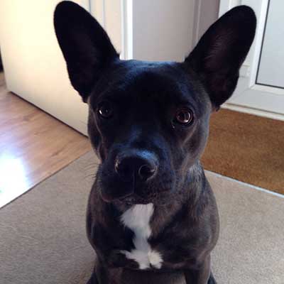 Frenchie Staff
