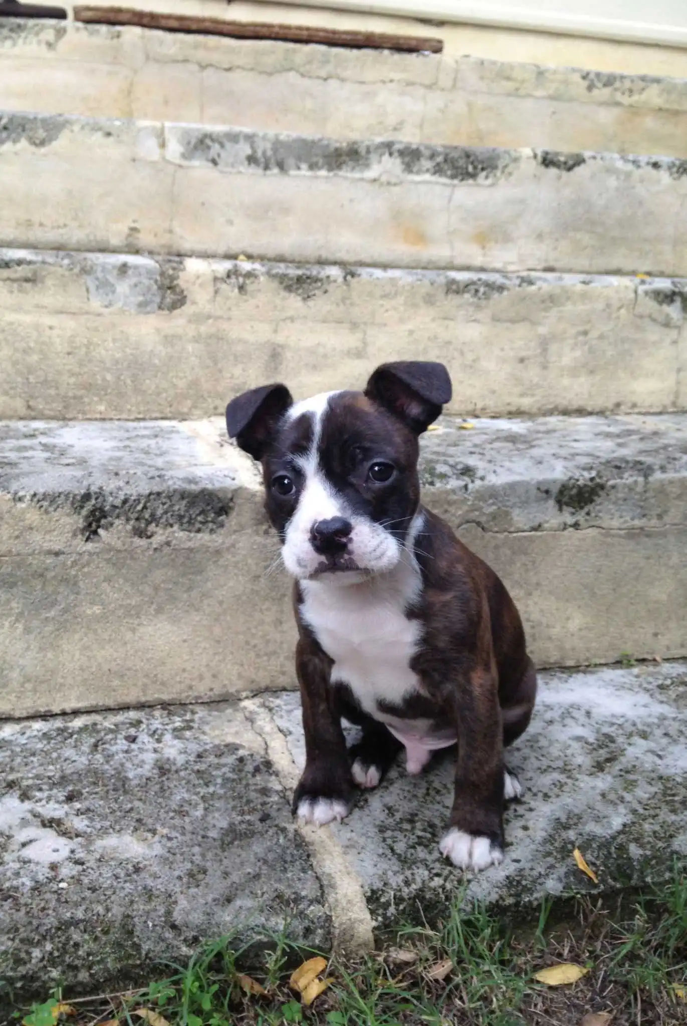 Erscheinungsbild von Frenchie Staff