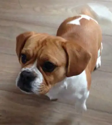 Breed Appearance