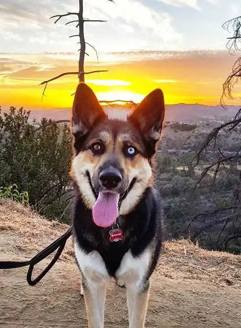 Origine & Histoire du Gerberian Shepsky