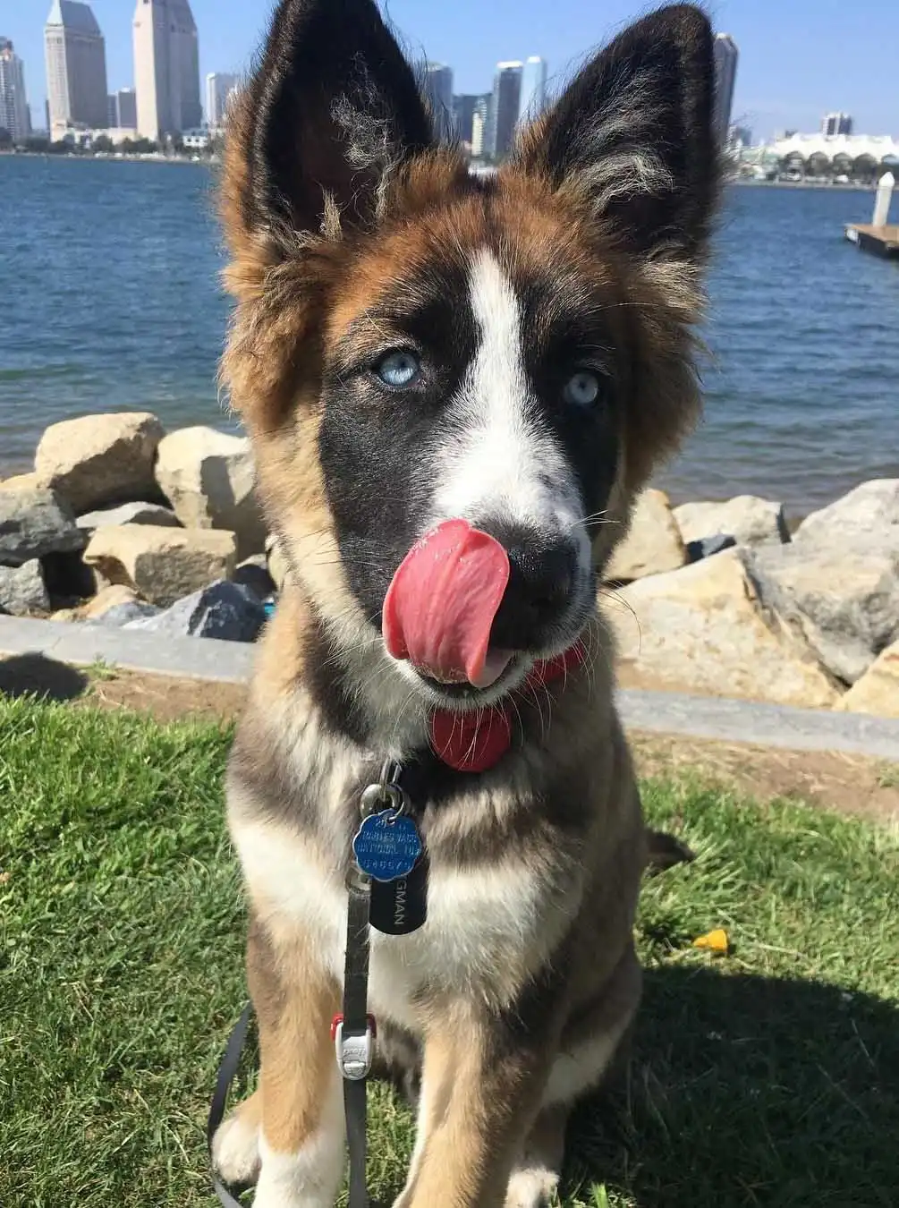 Apparence du Gerberian Shepsky
