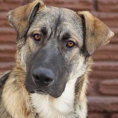 German Anatolian Shepherd