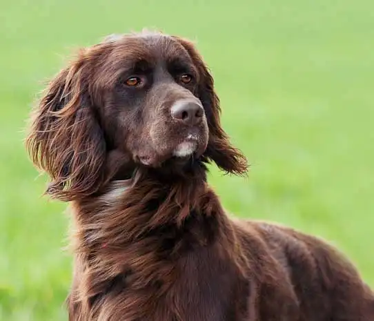German Long Haired Pointer