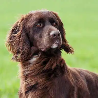German Long Haired Pointer dog breed.