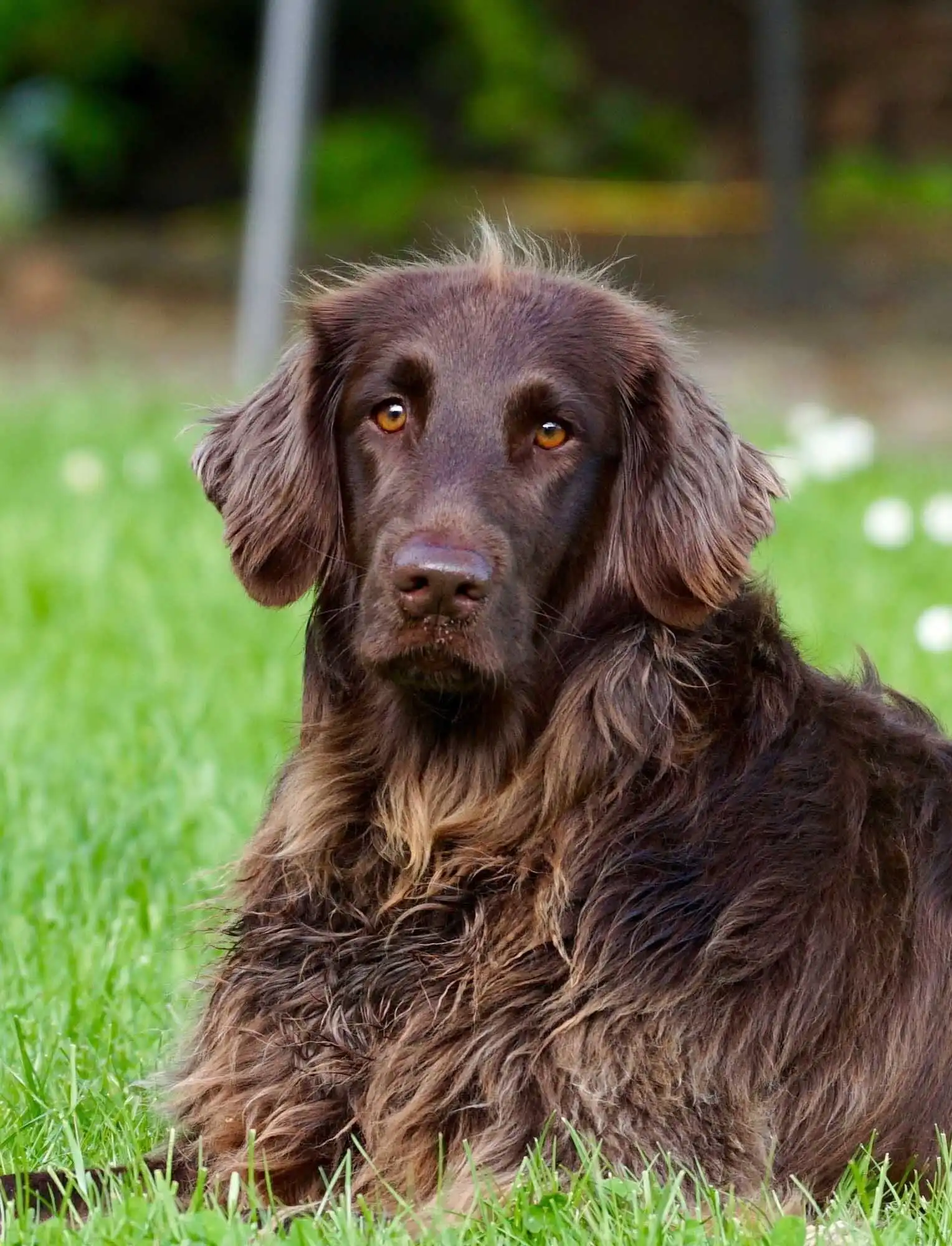 Breed Origin
