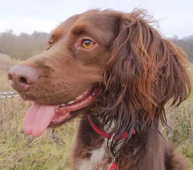 German Longhaired Sprointer