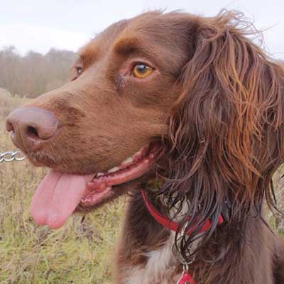 German Longhaired Sprointer