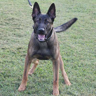Berger Allemand Malinois