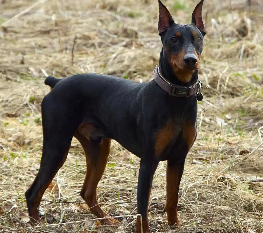 German Pinscher