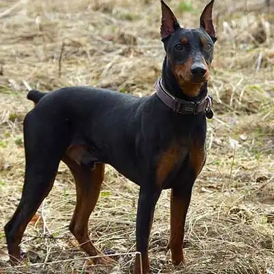 German Pinscher dog breed.