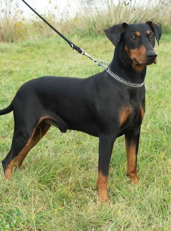 Breed Origin