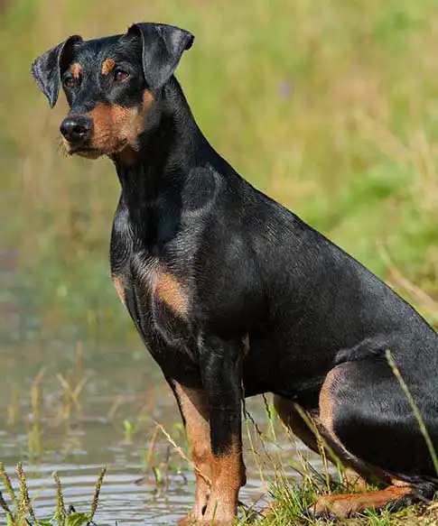 Breed Appearance