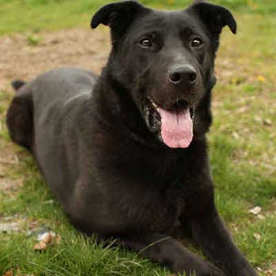 German Sheprador