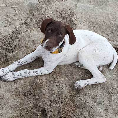 German Shorthair Toller