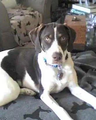 Herkunft & Geschichte von German Shorthair Toller