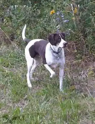 Erscheinungsbild von German Shorthair Toller
