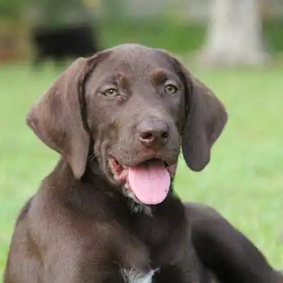 German Shorthaired Lab dog breed.