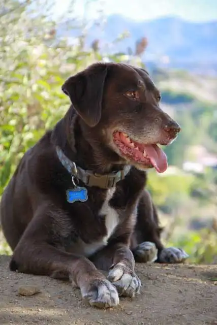 Herkunft & Geschichte von German Shorthaired Lab