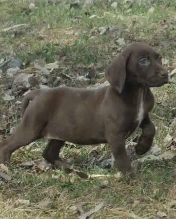 Erscheinungsbild von German Shorthaired Lab