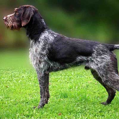 German Shorthaired Pointerpoodle