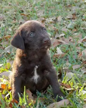 Breed Origin