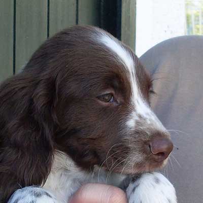 German Shorthaired Sprointer