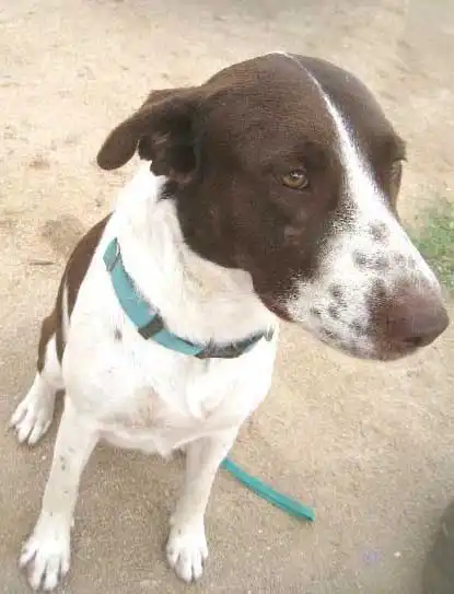 Herkunft & Geschichte von German Shorthaired Sprointer