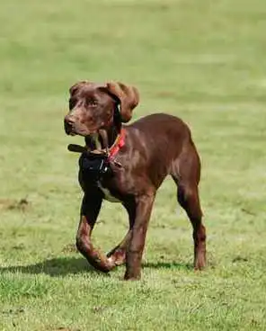 Erscheinungsbild von German Shorthaired Sprointer