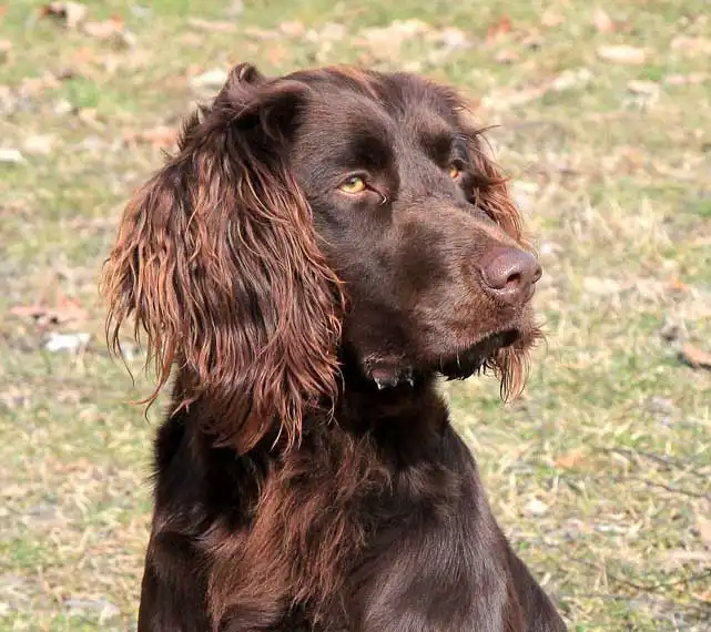 German Spaniel