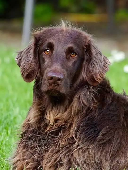 Breed Origin