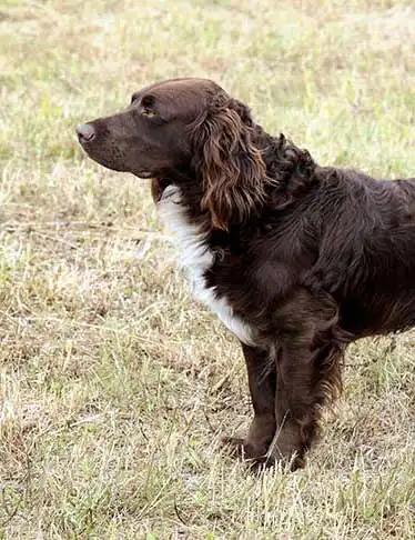 Breed Appearance