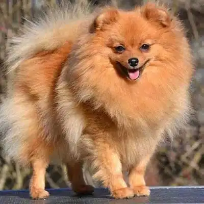 German Spitz dog breed.