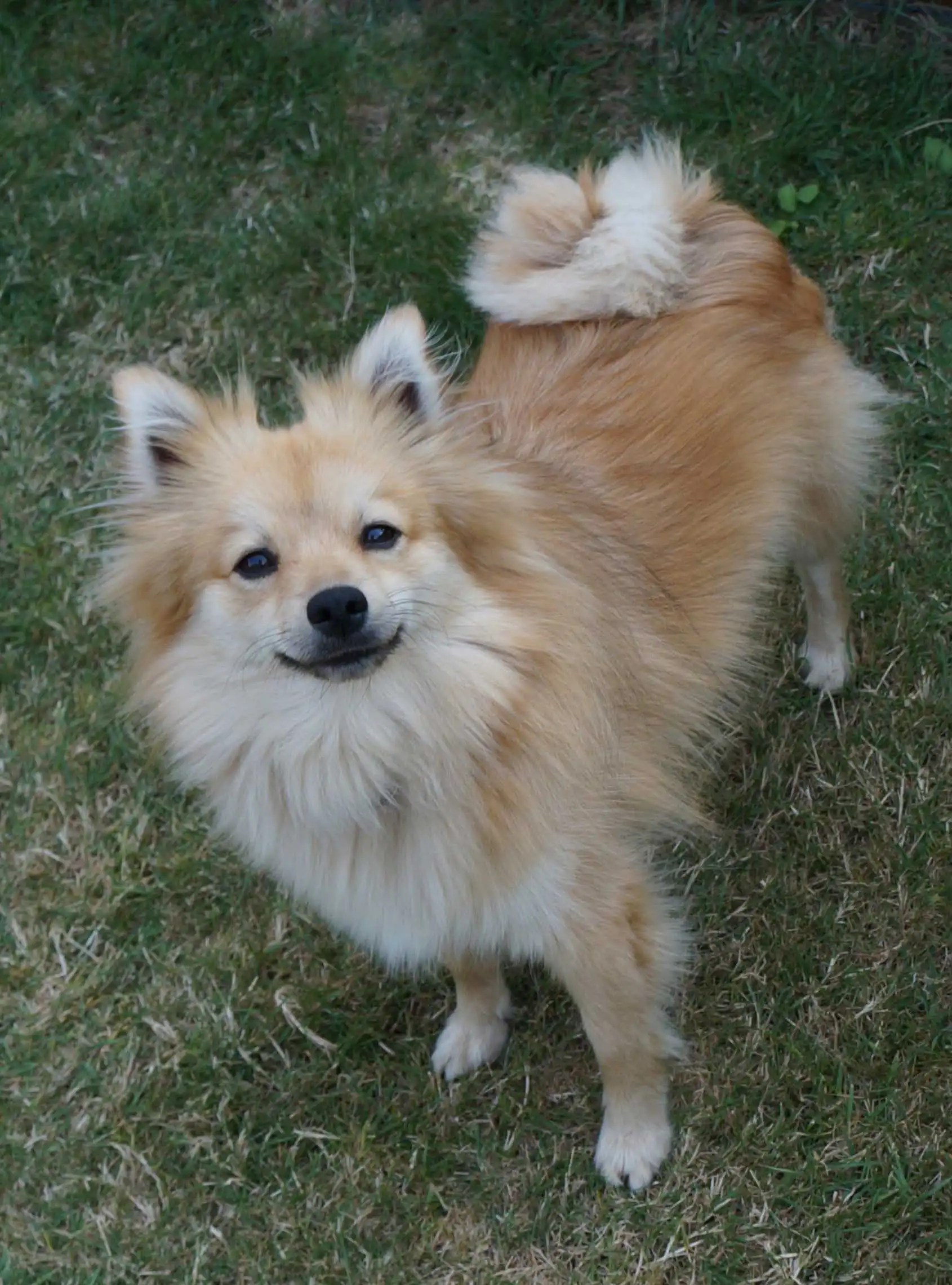 Breed Origin