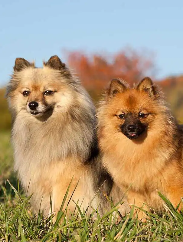 Breed Appearance