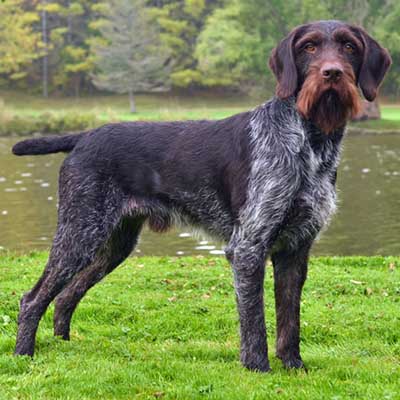 German Wirehaired Pointer