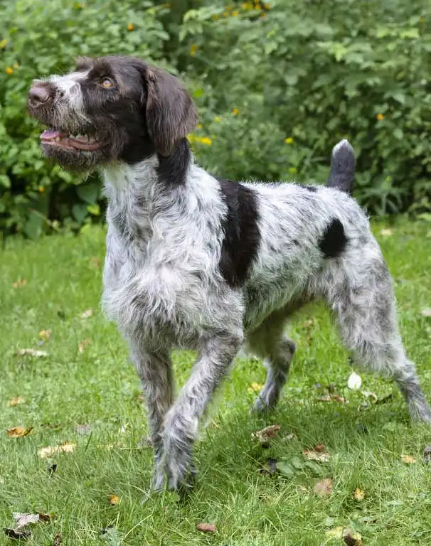 Breed Appearance