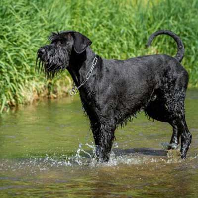 Giant Kerry Blue Schnauzer