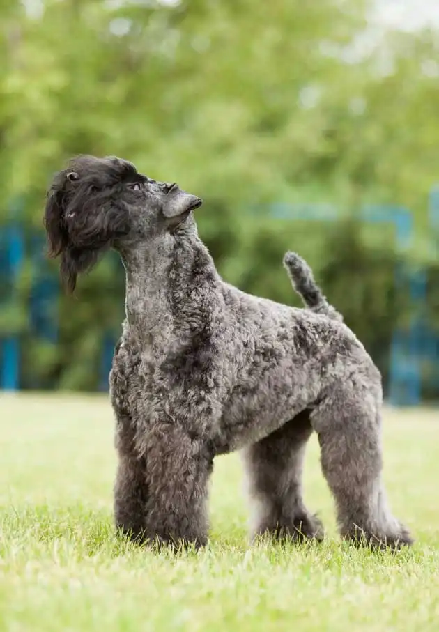 Breed Origin