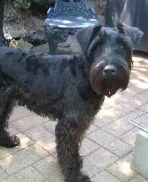 Breed Appearance