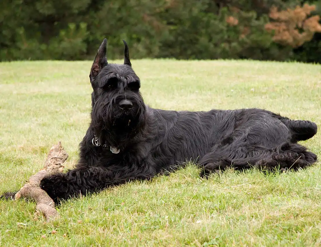Giant Schnauzer