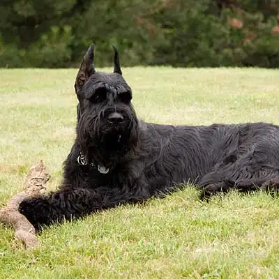 Giant Schnauzer dog breed.