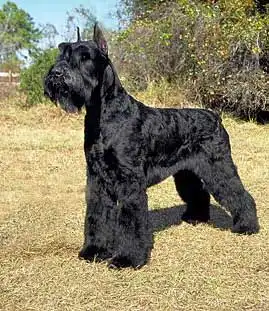Breed Origin