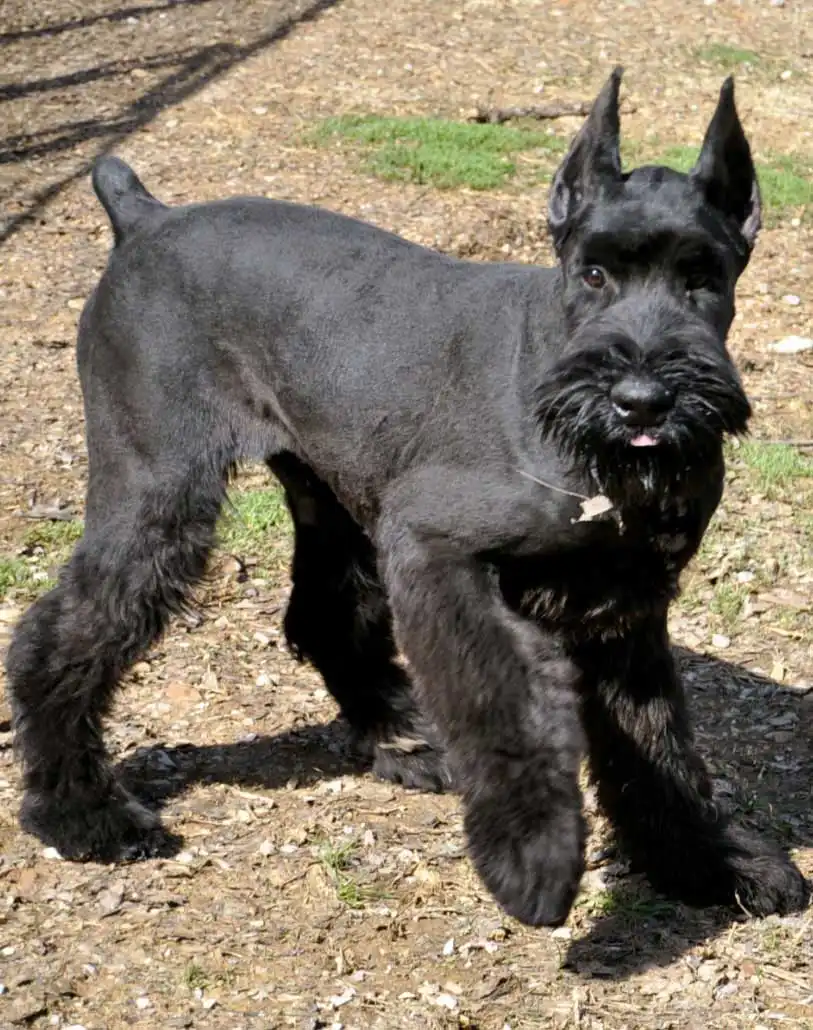 Breed Appearance