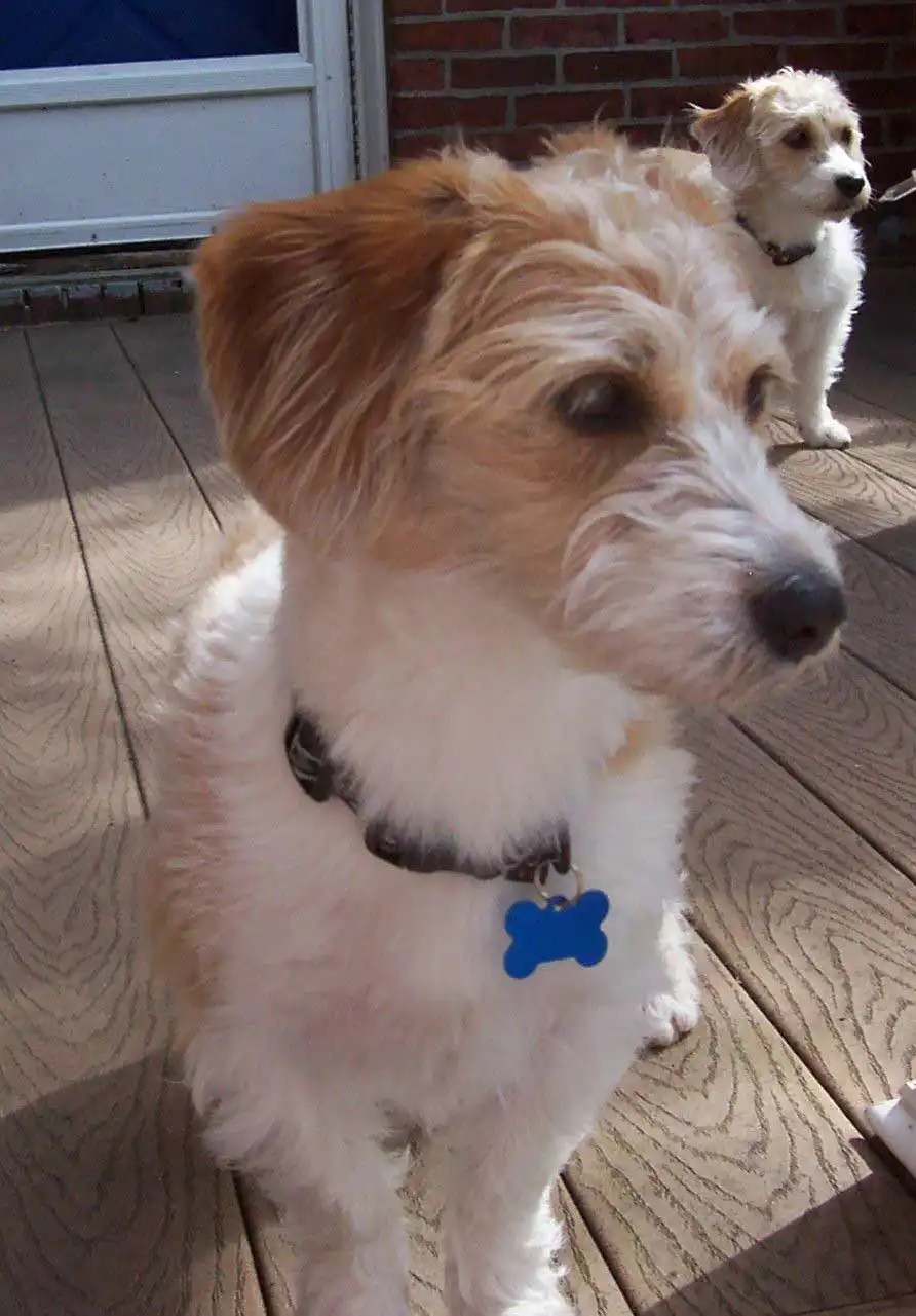 Breed Origin
