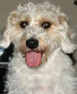 Breed Appearance
