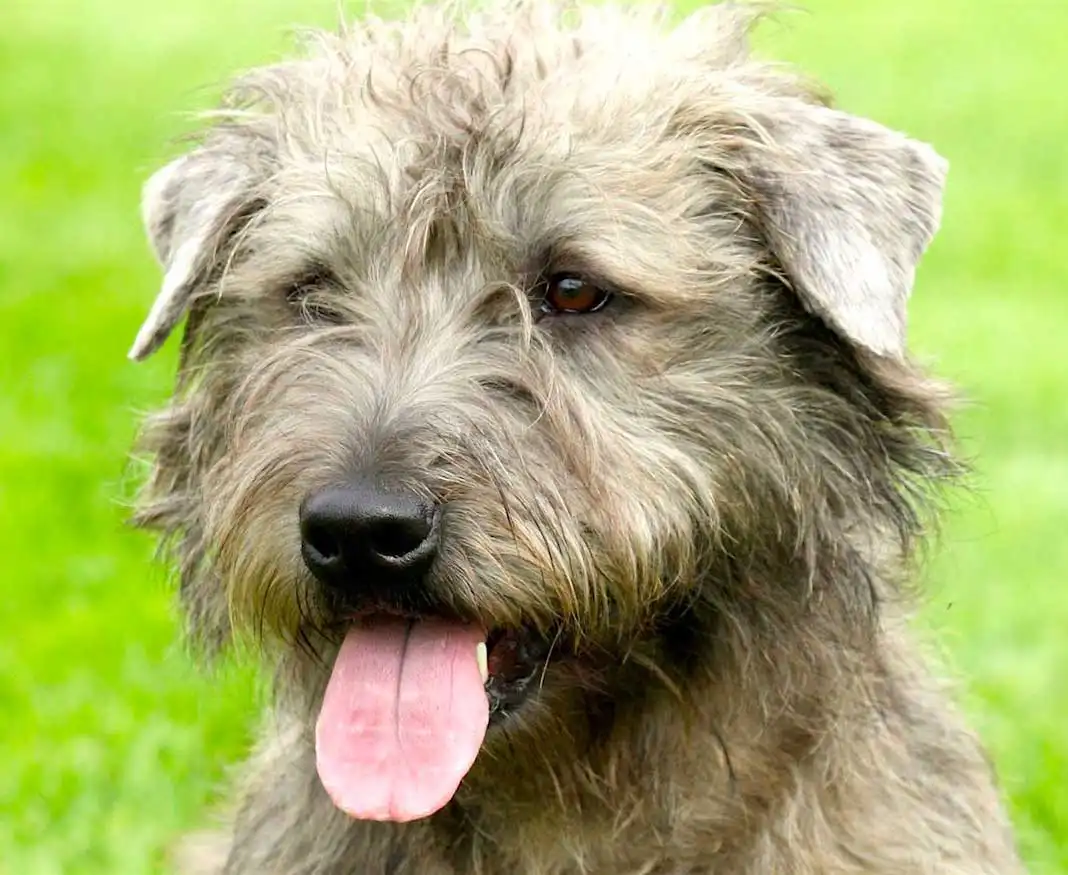 Glen of Imaal Terrier