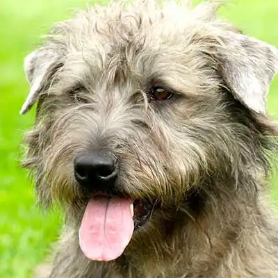 Glen of Imaal Terrier dog breed.