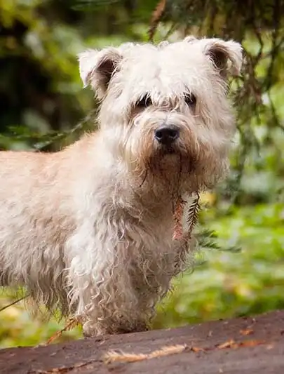 Breed Origin