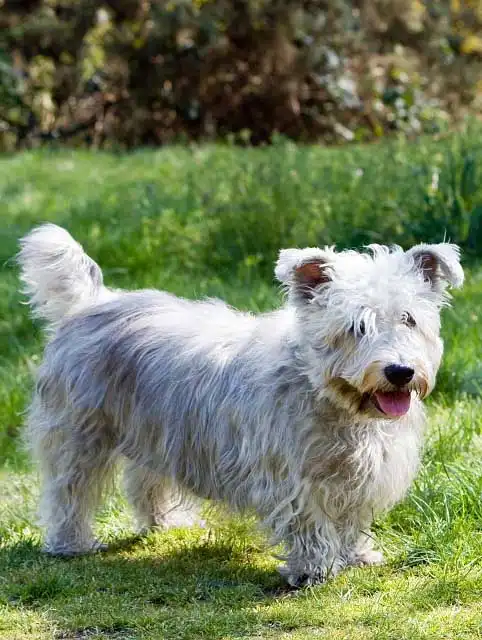 Breed Appearance