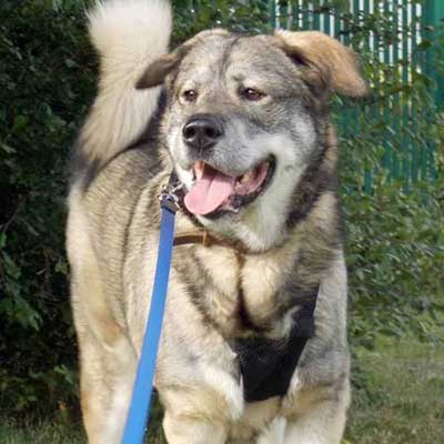 Akita Retriever dorado